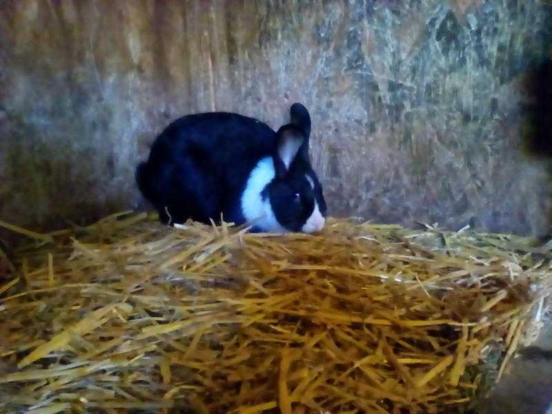 Rabbits ready to go