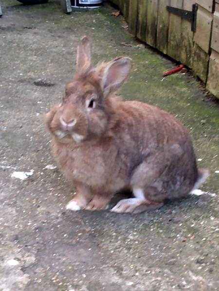 Rabit with hutch to rehome