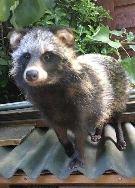 Racoon Dog