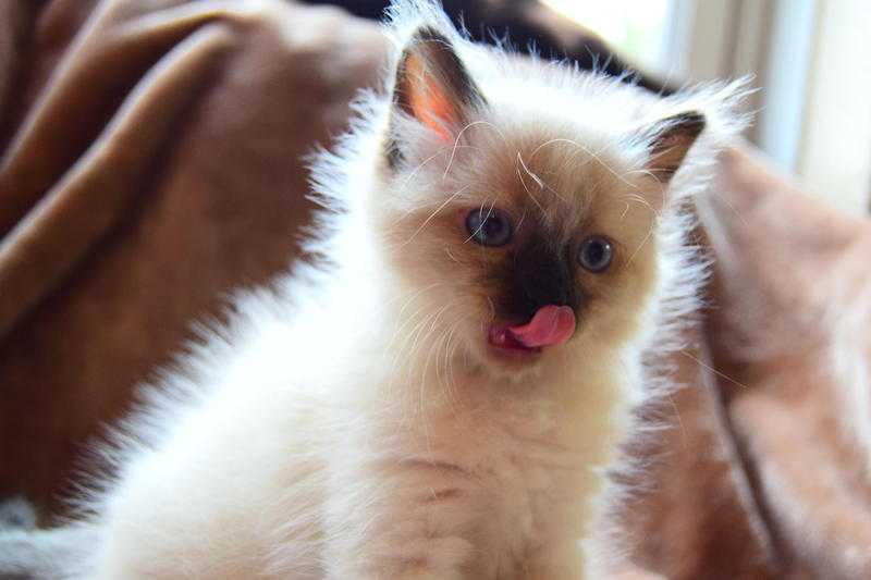 Ragdoll cross Burmese kittens