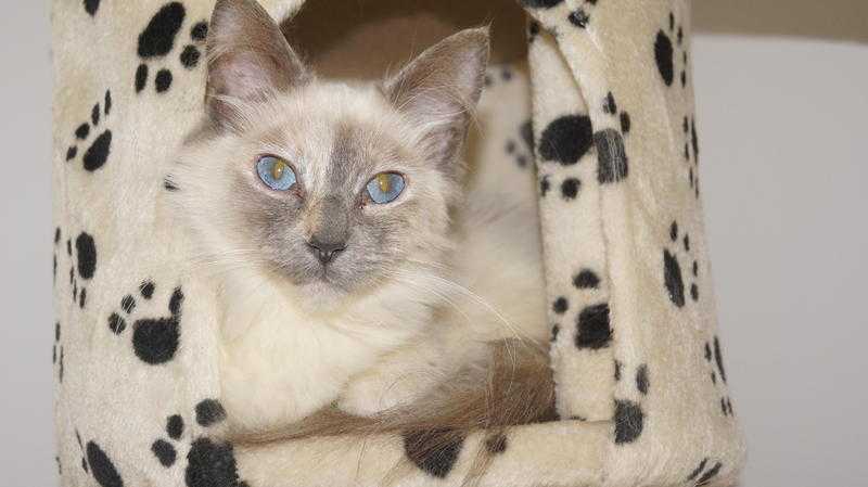 Ragdoll Female 2 Years Old