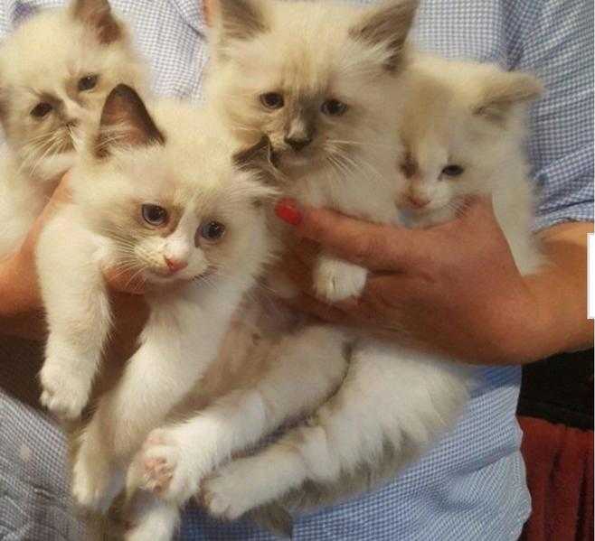 Ragdoll Female Kitten