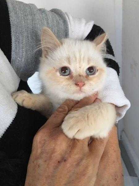 Ragdoll kittens