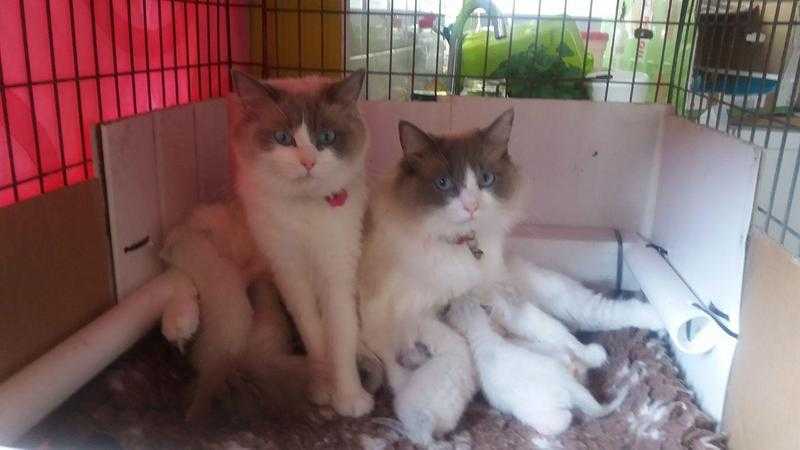 Ragdoll Kittens