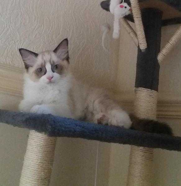 Ragdoll male kitten for sale