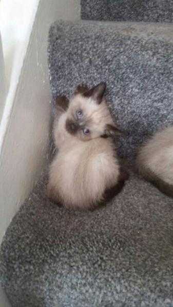 RAGDOLL MALE KITTEN LAST ONE AVAILABLE