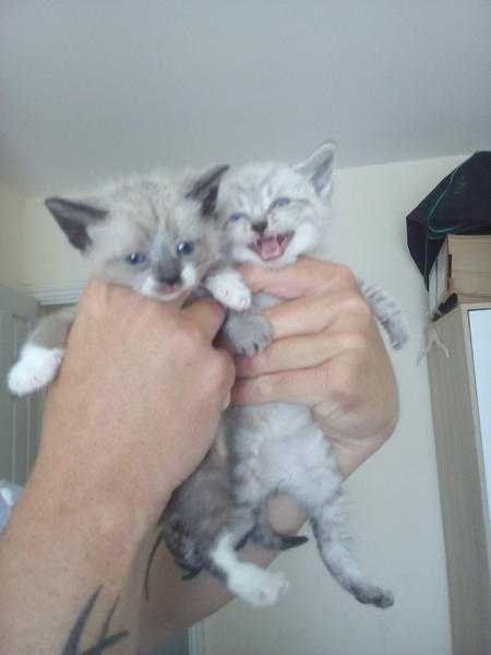 Ragdoll x bsh kittens cream with grey fleck and crystal blue eyes