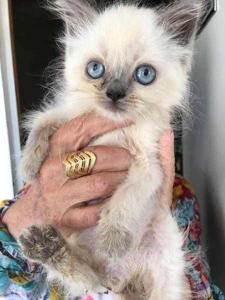 ragdollpersian kittens