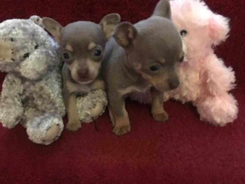 RARE Bluelilactan Girls amp Boys CHIHUAHUA KC REG Puppies.