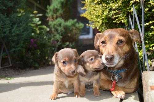 Rare Chocolate true Miniature 8inch tall Jack Russell for stud work 125