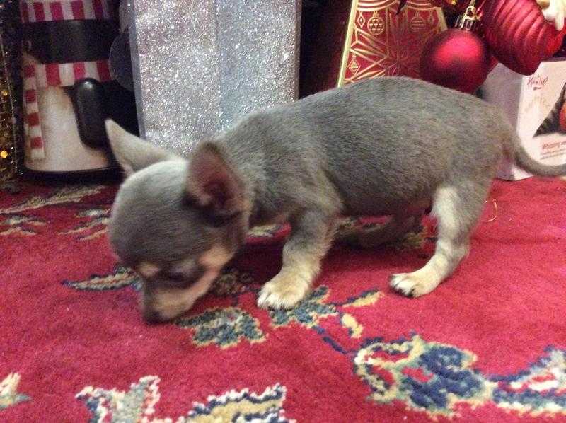 Rare coloured pure bred Lilac male chihuahua puppy 10wks