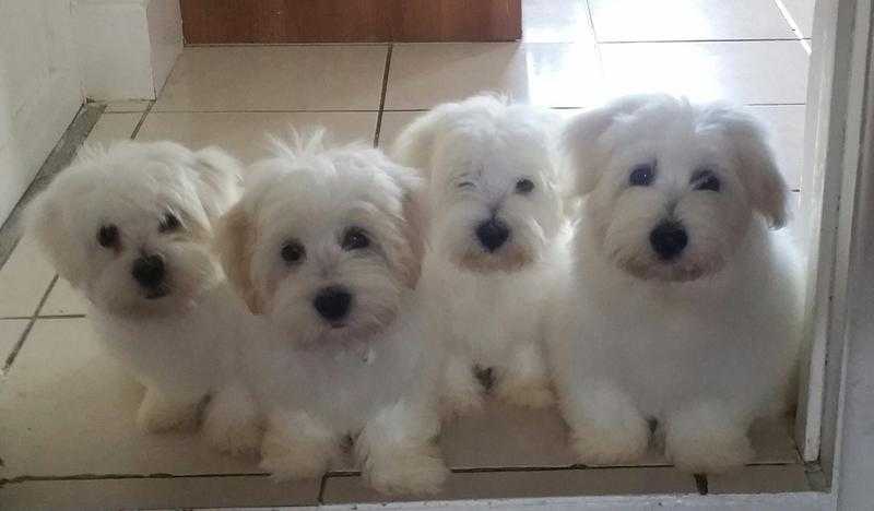 RARE COTON DE TULEAR PUPPY