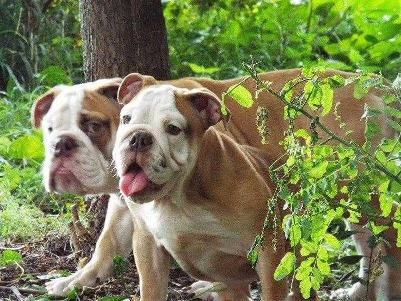 Rare English Bulldog for sale