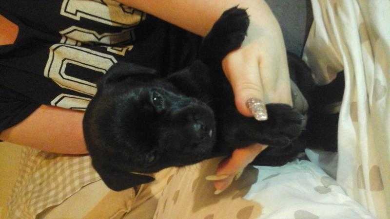 Rare frenchbulldog x labrador pups for sale