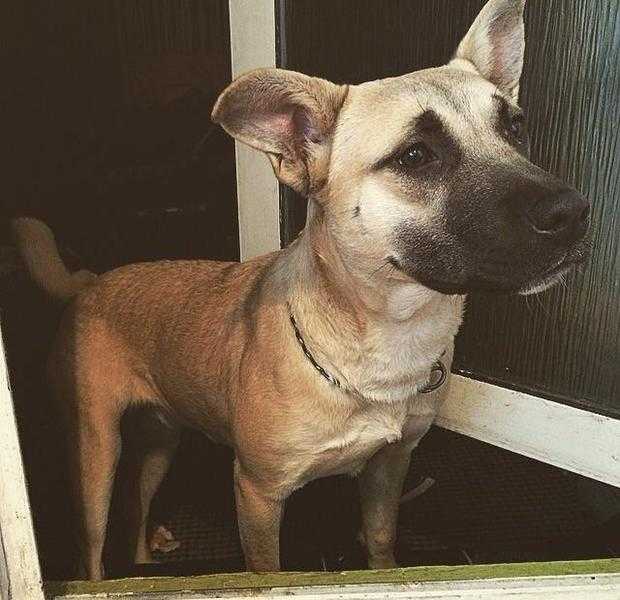 Rare japanese akita puppy female dog