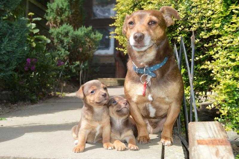 Rare miniature Gentle Jack Russell  Stud available for a litter of your own puppies .MuchWenlock JRT