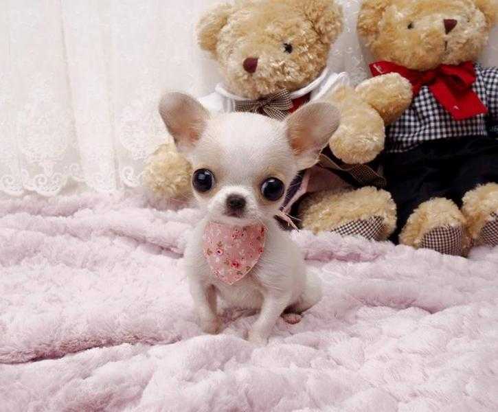 Rare Seize apple head T cup Chihuahua puppies available