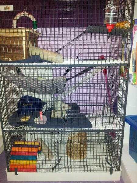 Rat, Chinchilla, Degu 3 story cage