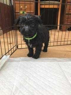 READY NOW - Adorable Tibetan Terrier Puppies