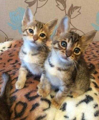 Ready now Bengal kitten available