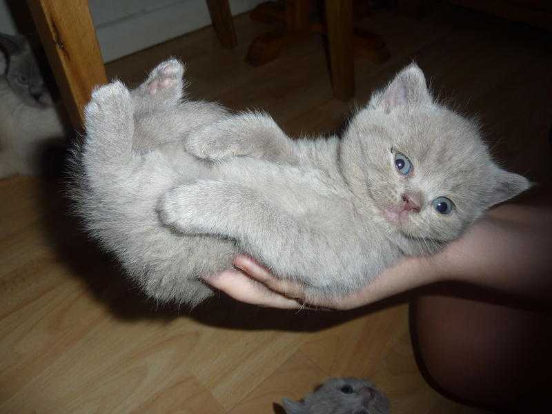 READY NOW BRITISH SHORTHAIR GCCF REGISTERED LILAC KITTENS (2 FEMALES, SOLD) (4 MALES, 1 AVAILABLE)