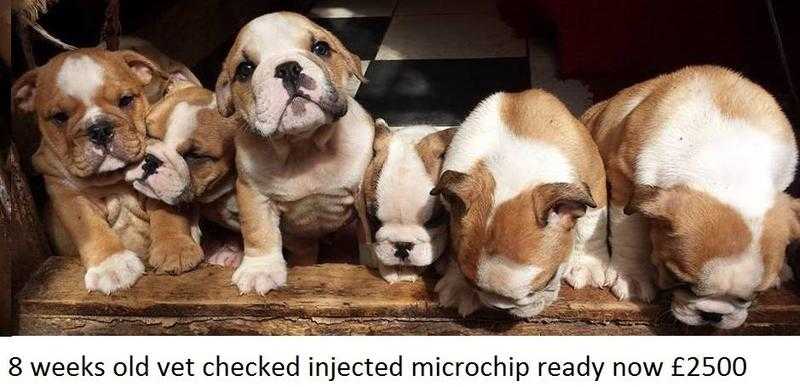 READY NOW FIRST INJECTION MICRO CHIP