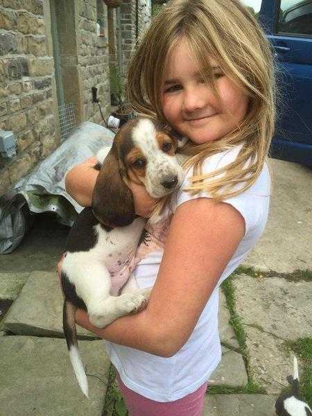 READY NOW Kc registered basset hound puppies