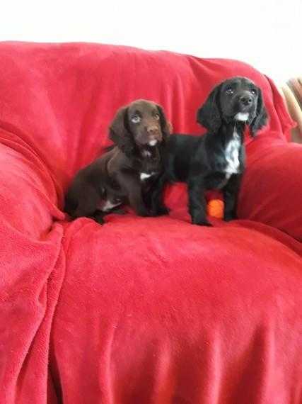 Ready Now Kc Registered Cocker Spaniel Puppies