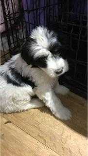 READY NOW Stunning Tibetan Terrier Puppies