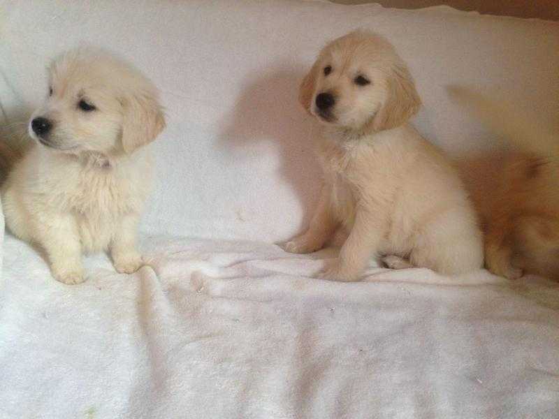 Ready Now - Super Beautiful Golden Retriever Pups panacur 10 suspension