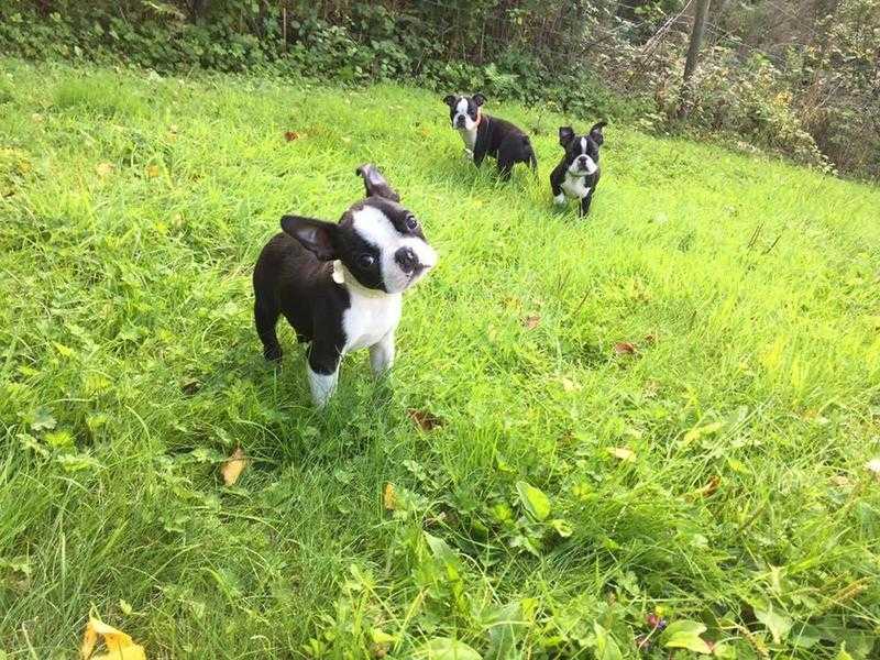 Ready to go now - Boston Terrier Puppies - Only 3 left