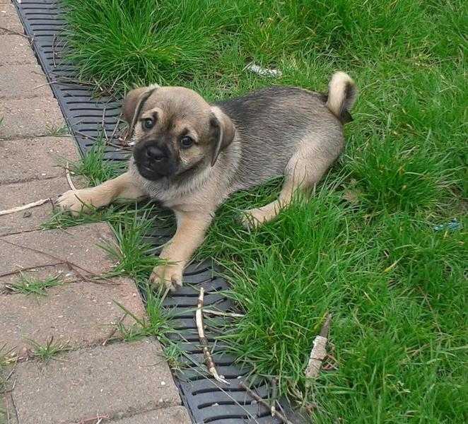 READY TO LEAVE NOW JUG PUPPIES FOR SALE