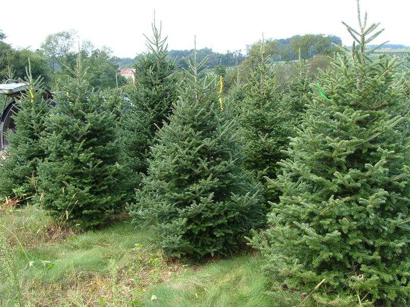 Real christmas trees