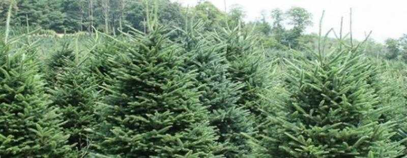 Real  Christmas trees for sale any size 20 each2