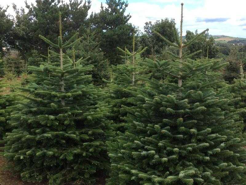 Real Christmas trees from 10, direct from grower