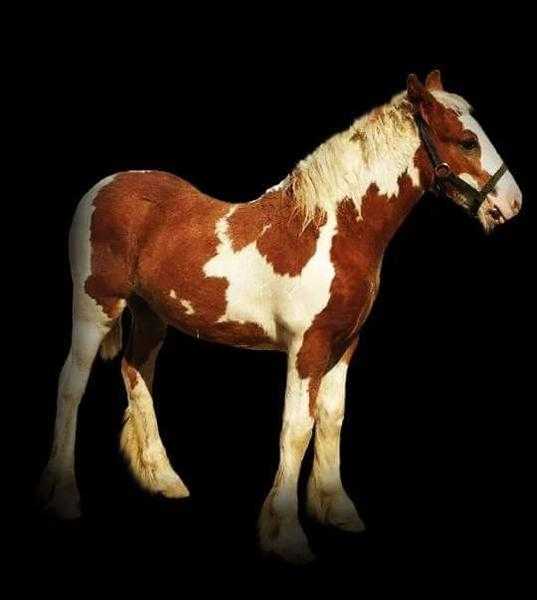 Red and white colt