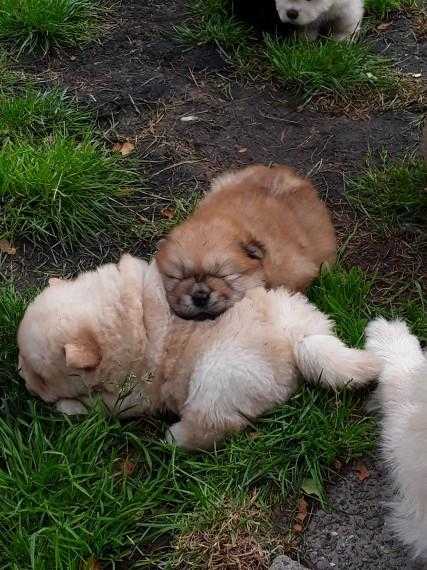 Red Black And Cream Chow Chow Puppies For Sale