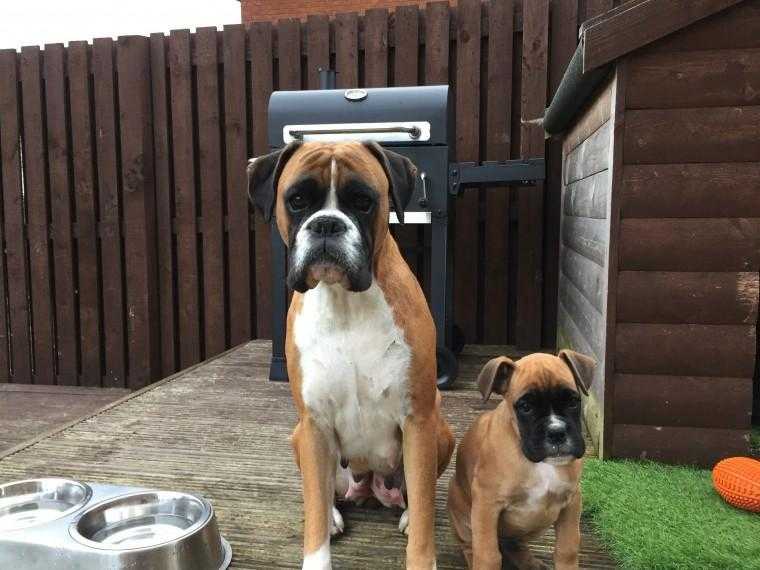 Red Bobtail Bob Tailed Boxer Pups Coming Soon