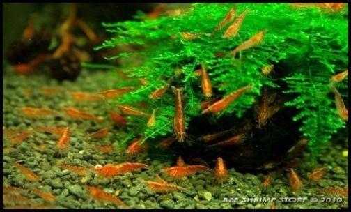 Red cherry shrimps for sale - 15 shrimps for 10 or 1 each