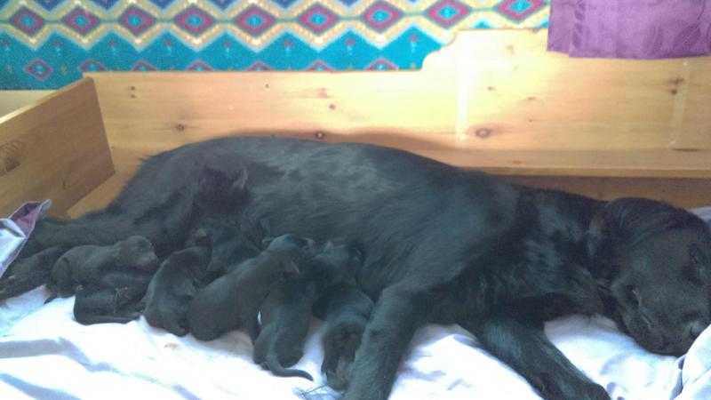 Red fox Labrador Retriever X Flat Coated Retriever Puppies