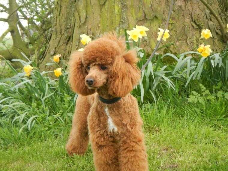 Red Toy Poodle At Stud