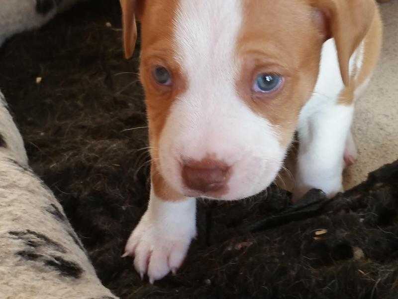 Reddish brown and white staff cross male puppy with greeny blue eyes