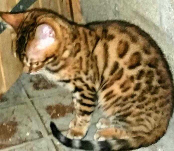 REDUCED CELESTE BIG F7 BENGAL SISTER TO ELLIE GOULDINGS