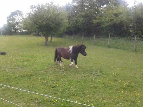 REDUCED Falabella Gelding 9yo 33inch, fully vaccinated