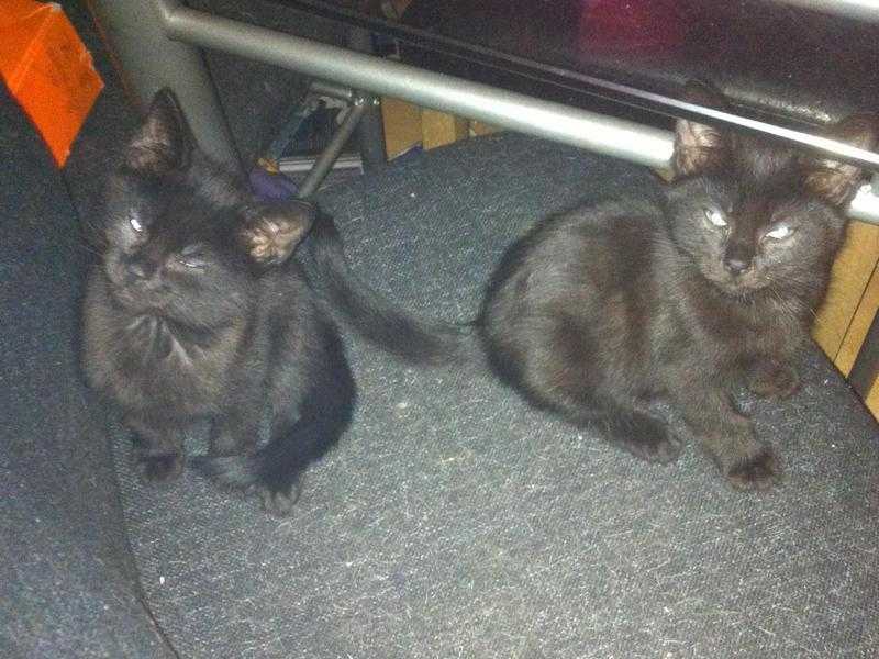 REDUCED Maine coon kittens 1f1m 9wks