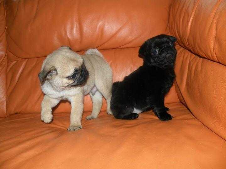 Reduced Stunning Chunky Pug Pups