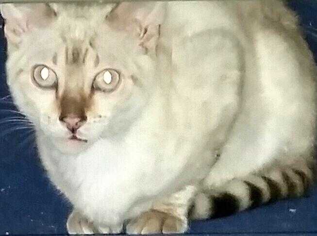 REDUCED THUNDER VERY BIG SNOW BENGAL  BRO TO ELLIE Gs