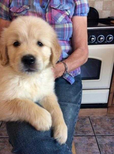 Reg. Golden Rtriever Puppies - Excellent temperament