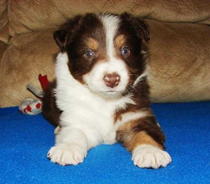 registered Border Collie for stud