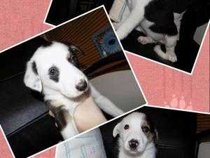 Registered Border Collie pups